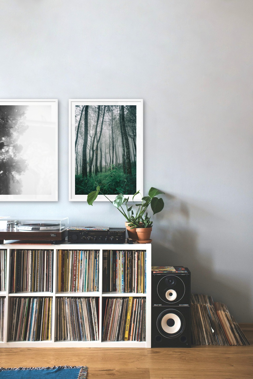 Gallery wall with picture frames in white in sizes 50x70 with prints "Foggy wooden tops from the side" and "Tall trees"