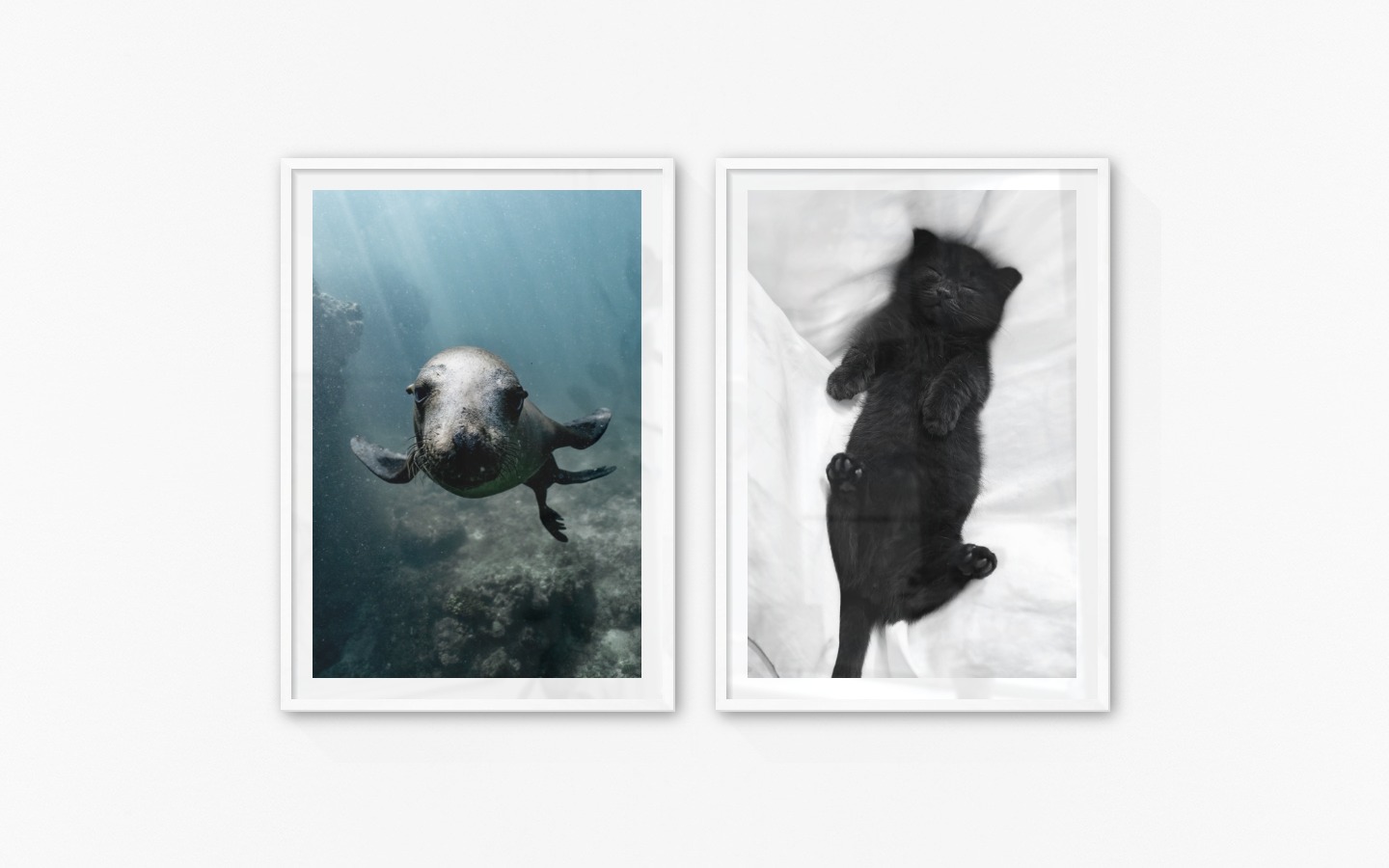 Gallery wall with picture frames in white in sizes 70x100 with prints "Seal in the water" and "Cat in bed"