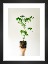 Gallery wall with picture frame in black in size 13x18 with print "Plant"
