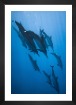 Gallery wall with picture frame in black in size 21x30 with print "Dolphins"