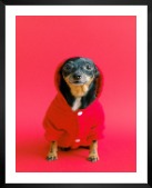 Gallery wall with picture frame in black in size 40x50 with print "Dog in red sweater"