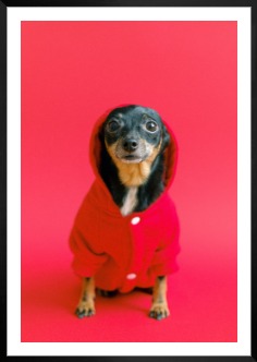 Gallery wall with picture frame in black in size 70x100 with print "Dog in red sweater"