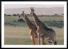 Gallery wall with picture frame in black in size 50x70 with print "Two giraffes"