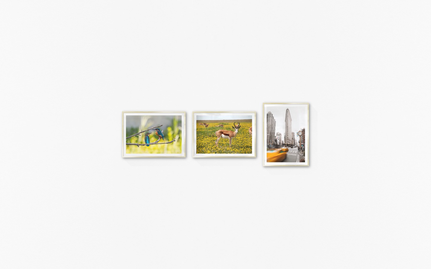 Gallery wall with picture frames in gold in sizes 50x70 with prints "Hummingbirds", "Antelopes in meadow" and "Yellow taxis in town"