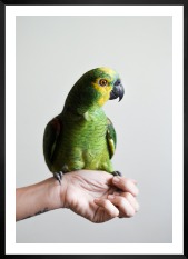 Gallery wall with picture frame in black in size 50x70 with print "Green parrot"
