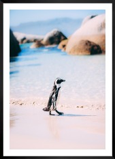Gallery wall with picture frame in black in size 50x70 with print "Penguin on the beach"