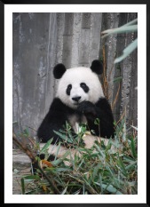 Gallery wall with picture frame in black in size 50x70 with print "Panda"