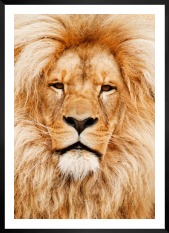 Gallery wall with picture frame in black in size 50x70 with print "Lion"