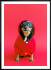 Gallery wall with picture frame in black in size 50x70 with print "Dog in red sweater"