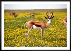 Gallery wall with picture frame in black in size 50x70 with print "Antelopes in meadow"